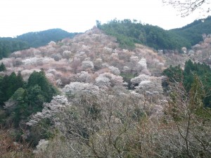 吉野山中千本桜